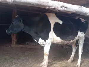 Freshian Heifer