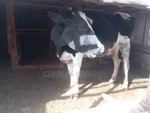 Freshian Heifer