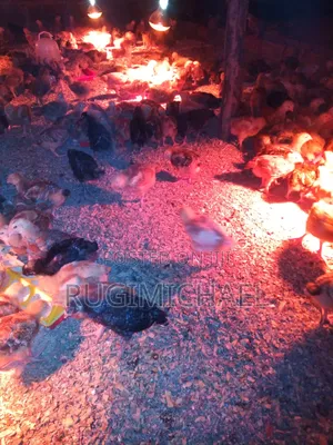 Kenbro Improved Kienyeji Chicks 1 Month Old Fully Vaccinated