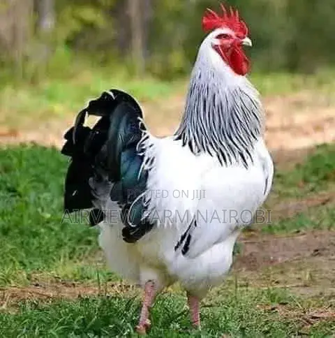 Improved Kienyeji Chicken