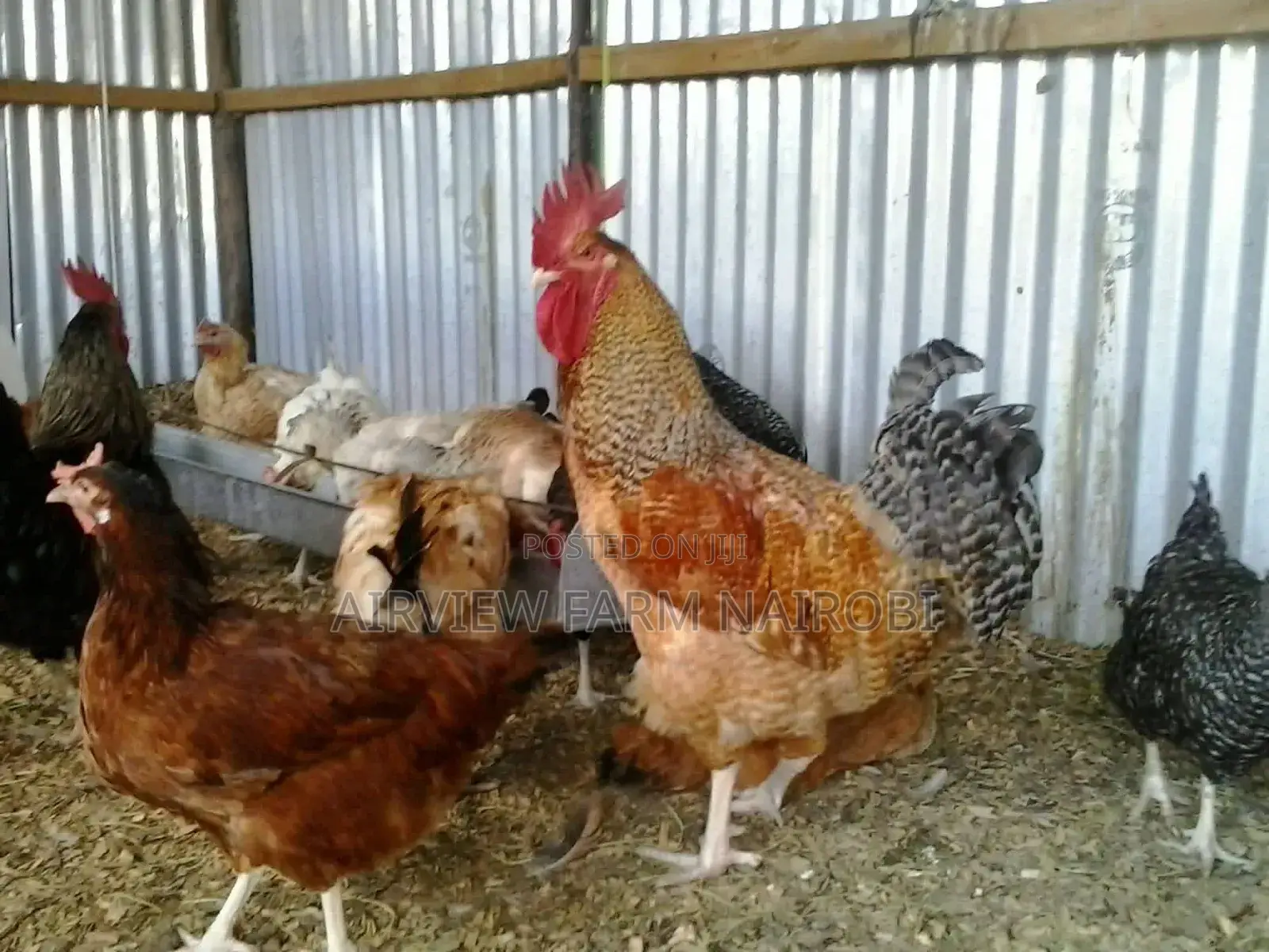 Improved Kienyeji Chicken