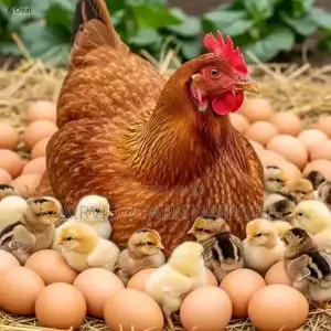 Improved Kienyeji Chicken