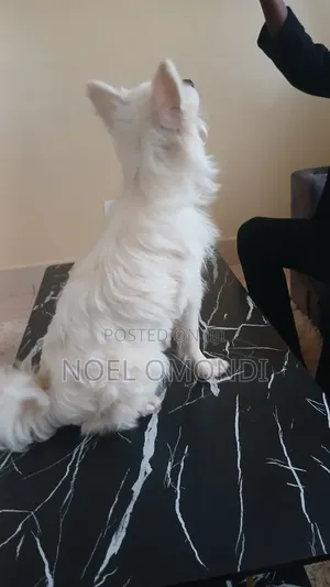 6-12 months Male Purebred Chihuahua