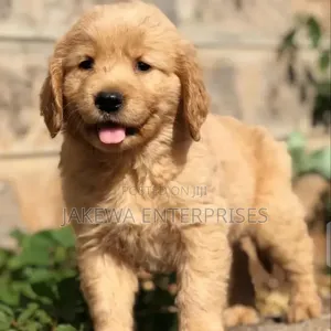 1-3 months Male Purebred Golden Retriever