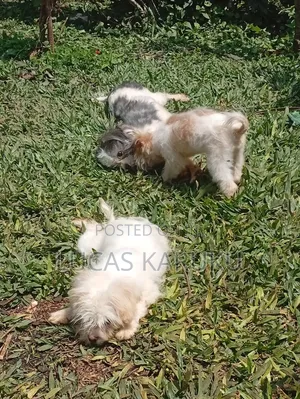3-6 months Male Purebred Chihuahua