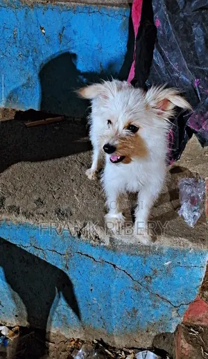 1+ year Female Mixed Breed Maltese
