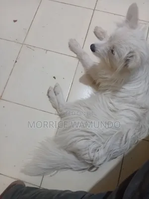 1+ year Male Purebred Chihuahua