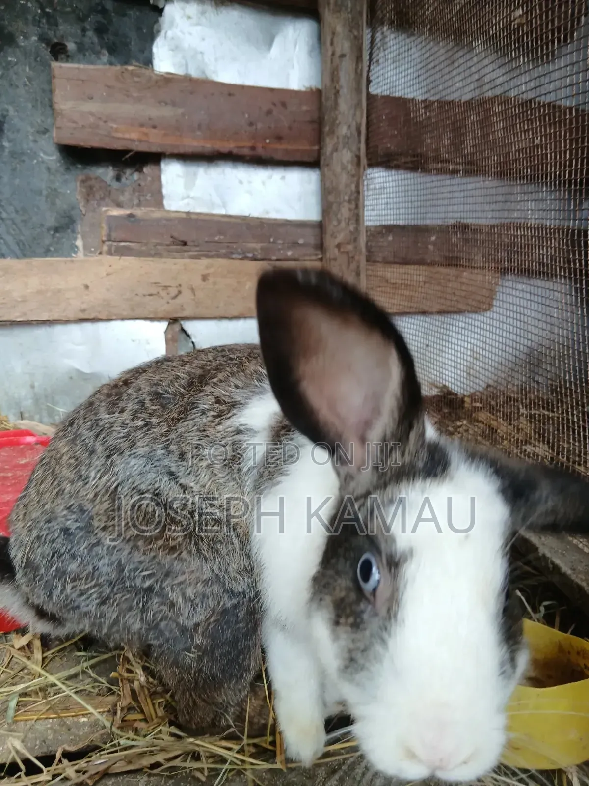 Male Rabbit for Sale