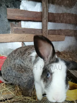 Male Rabbit for Sale
