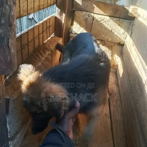 6-12 months Male Purebred German Shepherd