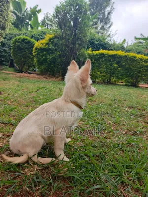 3-6 months Male Purebred Japanese Spitz