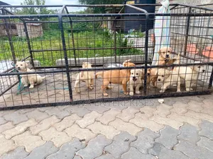 1-3 months Male Purebred Labrador Retriever
