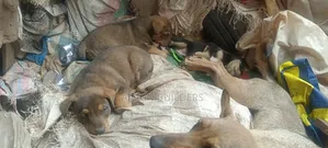 1-3 months Male Mixed Breed Mongrel (No Breed)