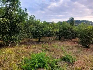 Selling 6 Acres Land at Makuyu Mithiini Kakuzi Touching Tarmac Road.