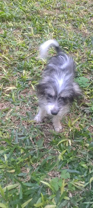 1-3 months Male Mixed Breed Japanese Spitz