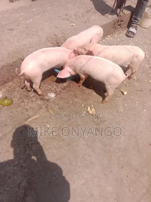 A Pure Breed Piglets for Sale