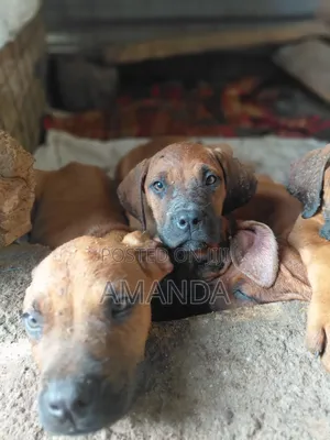 0-1 month Female Purebred Boerboel