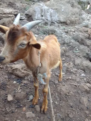 Male Small Goat