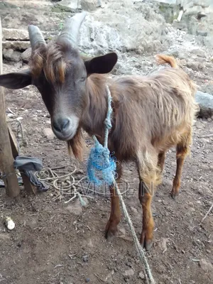 Male Medium Size GOAT