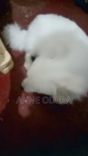 3-6 months Male Purebred Japanese Spitz