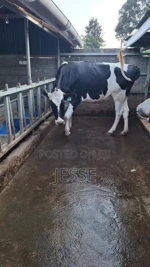Incalf Heifer
