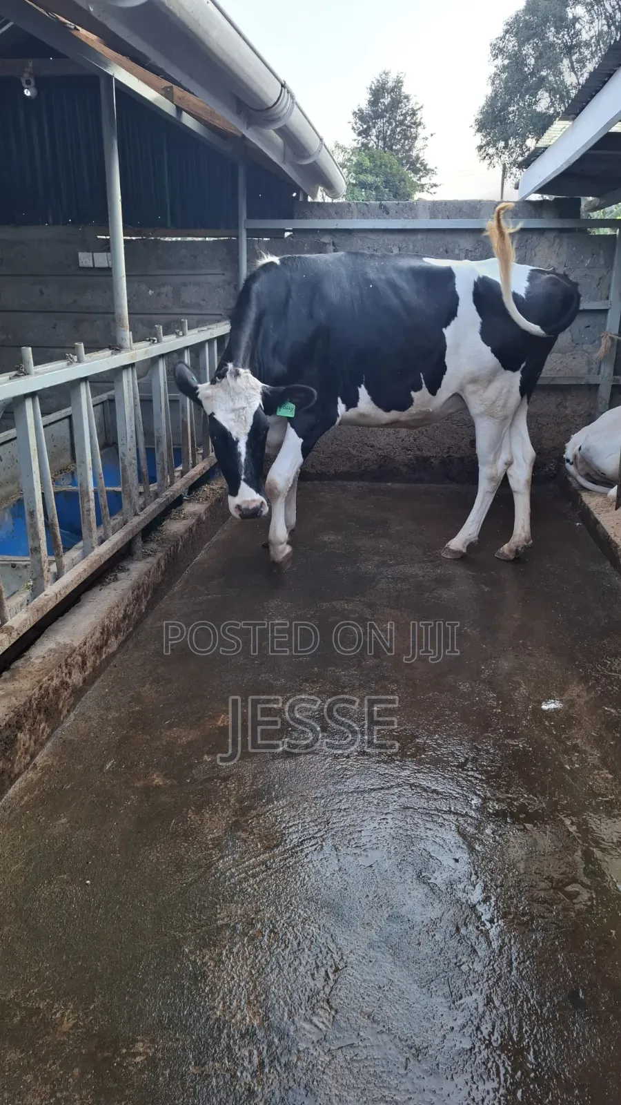 Incalf Heifer