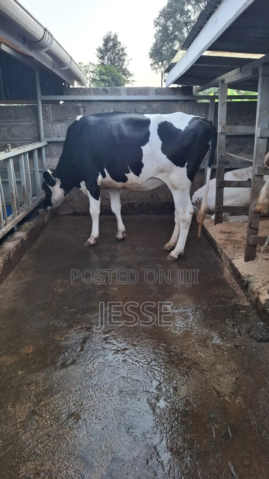 Incalf Heifer