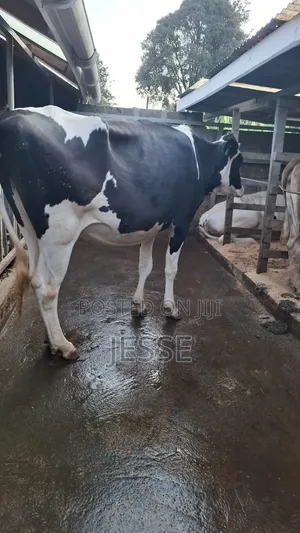 Incalf Heifer