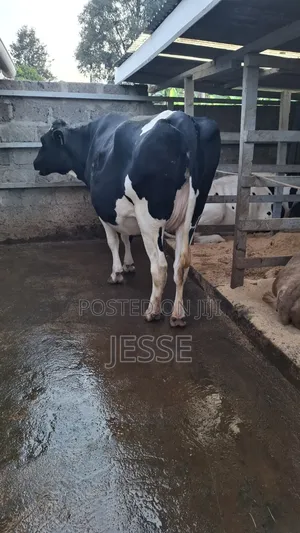 Incalf Heifer