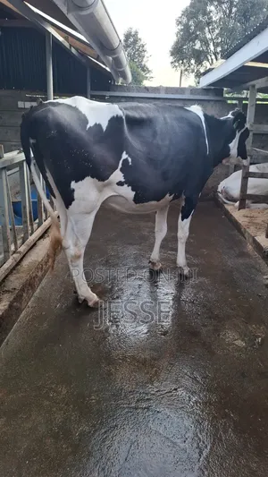 Incalf Heifer