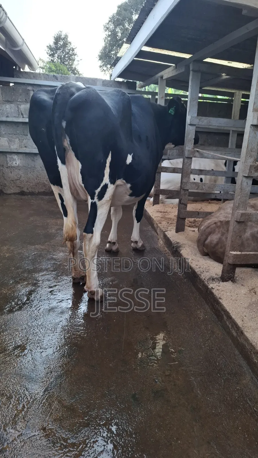 Incalf Heifer