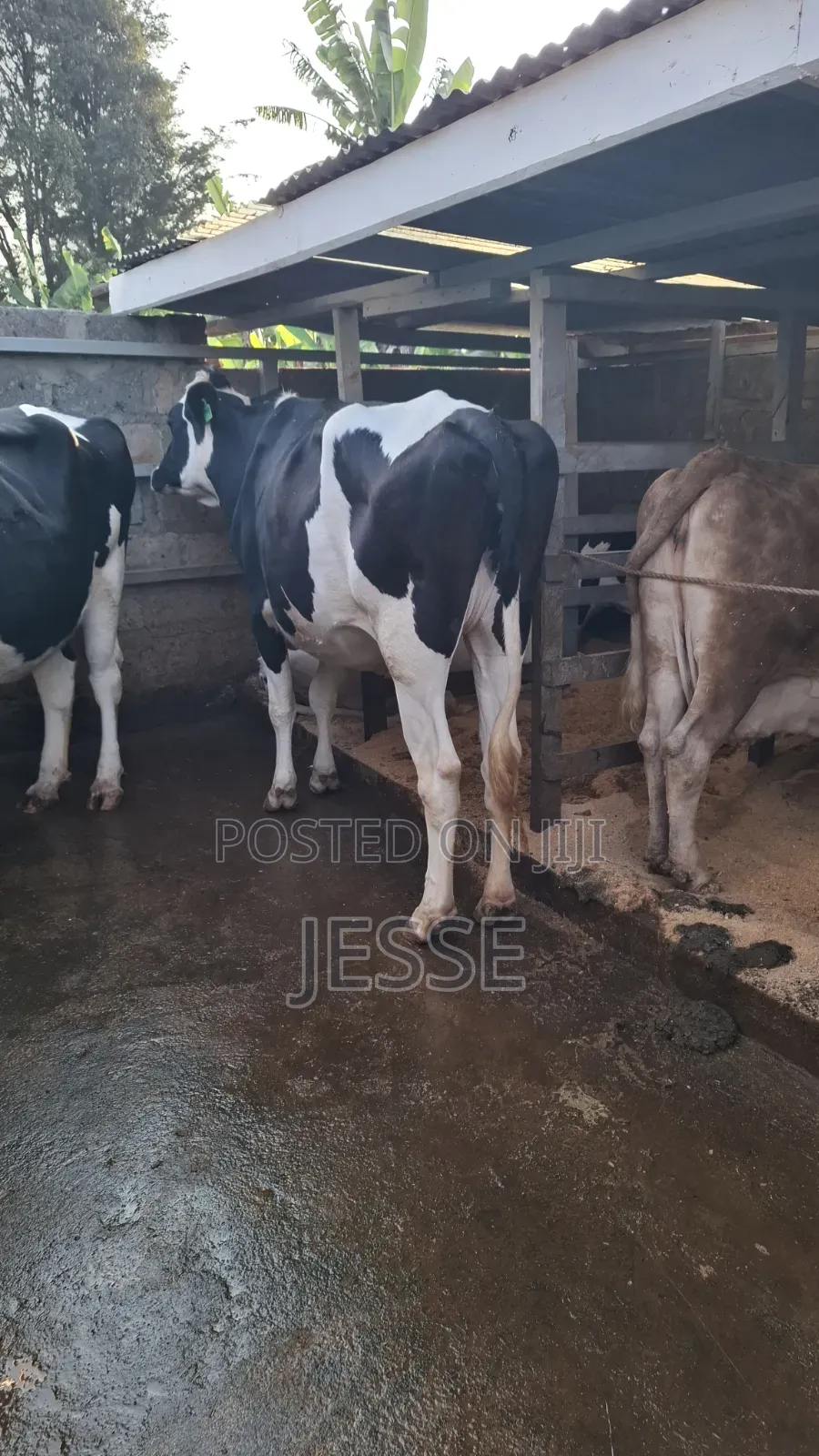 Incalf Heifer