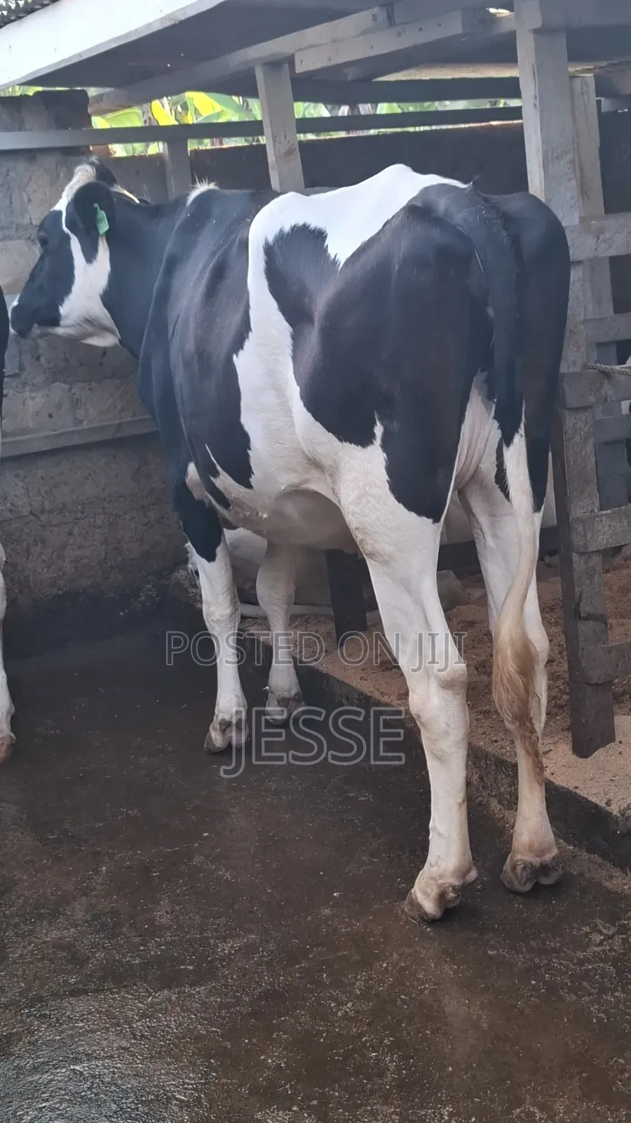 Incalf Heifer