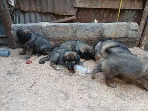 1-3 months Male Purebred Caucasian Shepherd