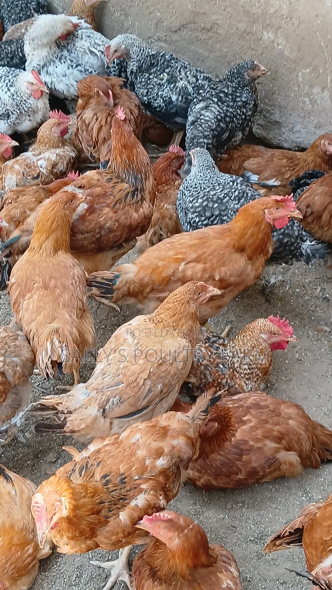 Sally's Poultry Farm