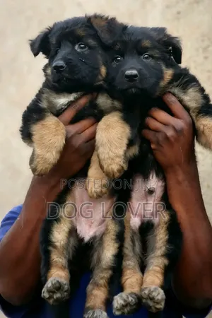 1-3 months Male Purebred German Shepherd
