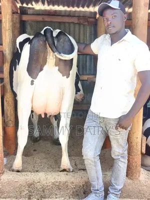 Dairy Farming