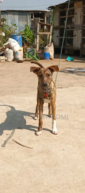 3-6 months Male Mixed Breed American Pit Bull Terrier