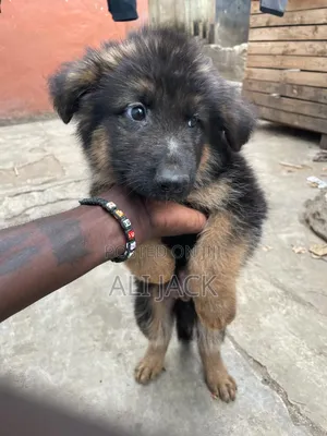 3-6 months Male Purebred German Shepherd