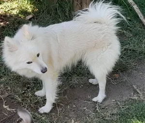 1-3 months Male Purebred Japanese Spitz