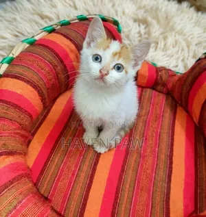 1-3 months Male Mixed Breed American Shorthair