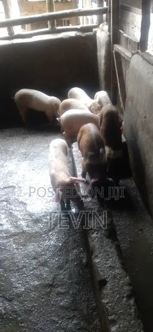 Piglets for Sale
