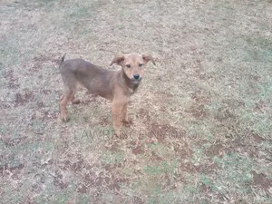 3-6 months Male Mixed Breed Dog