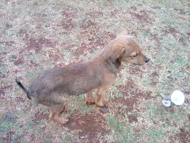 3-6 months Male Mixed Breed Dog - thumbnail 3