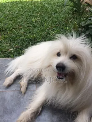 1+ year Male Mixed Breed Bichon Frise