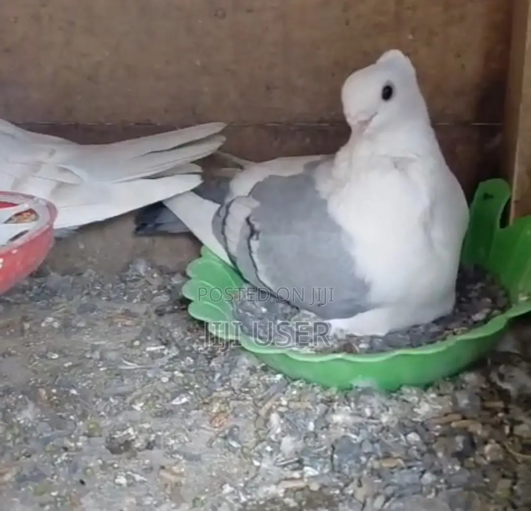 Satinnet Pigeons