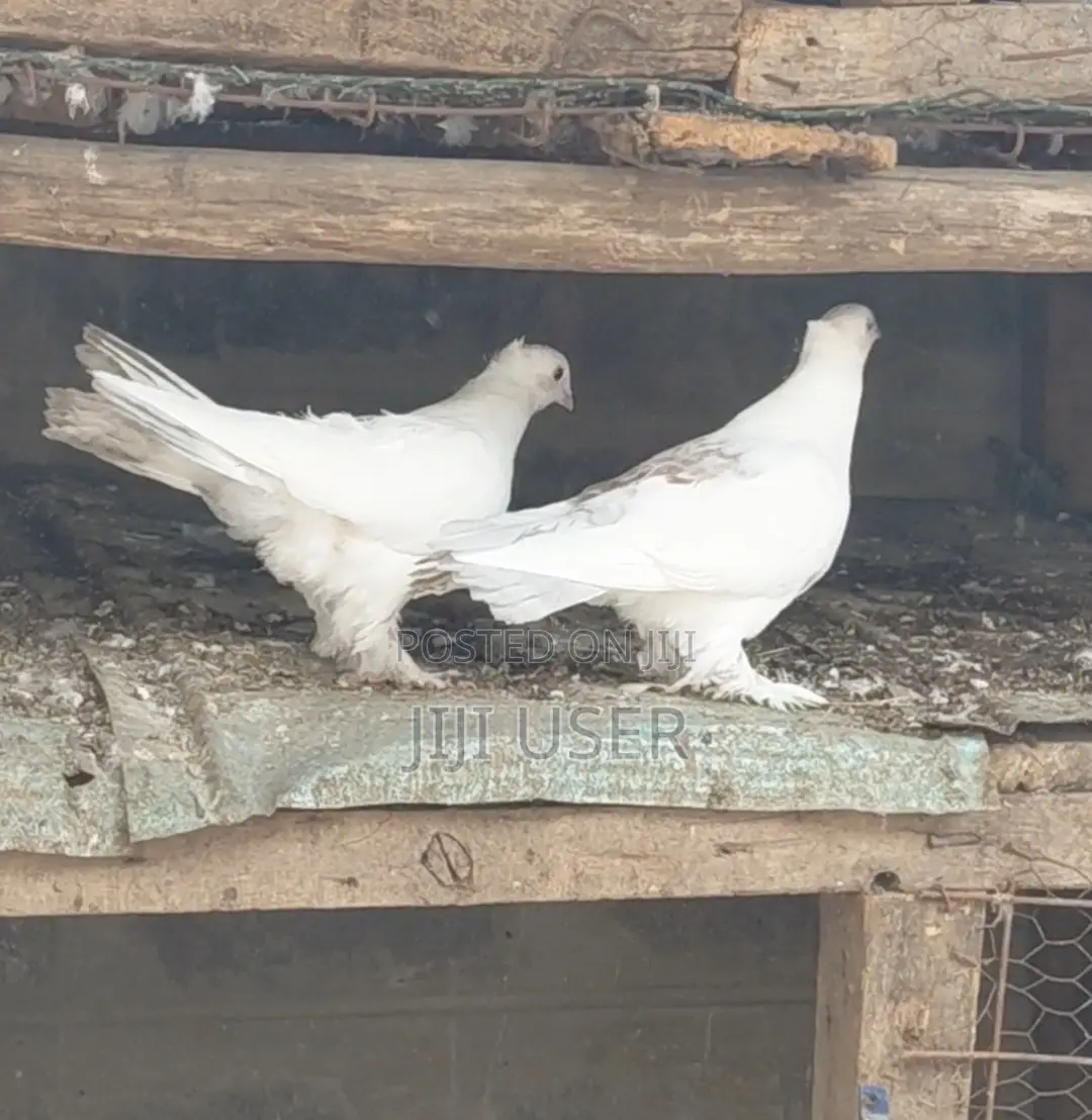 Crossed Pigeons
