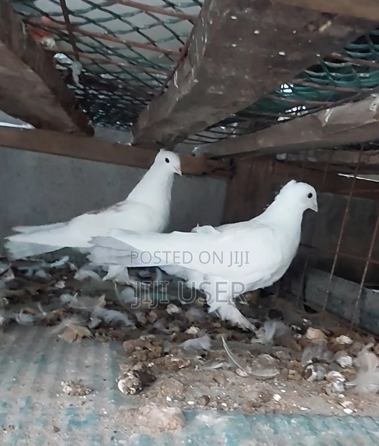 Crossed Pigeons