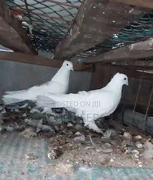 Crossed Pigeons