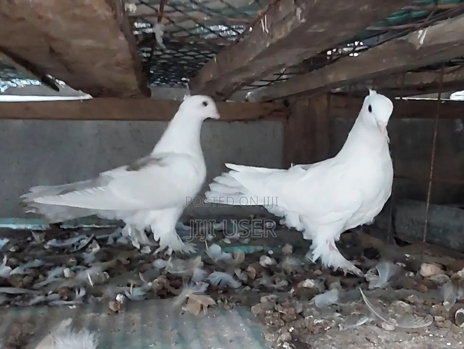 Crossed Pigeons